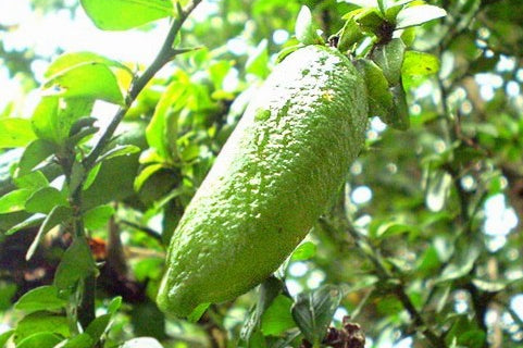 Frutti Esclusivi