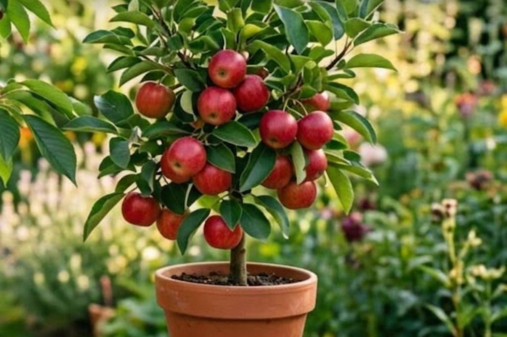 Piante Facili
