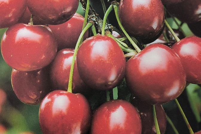 Ciliegi