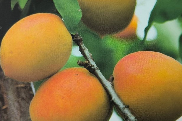Albicocchi