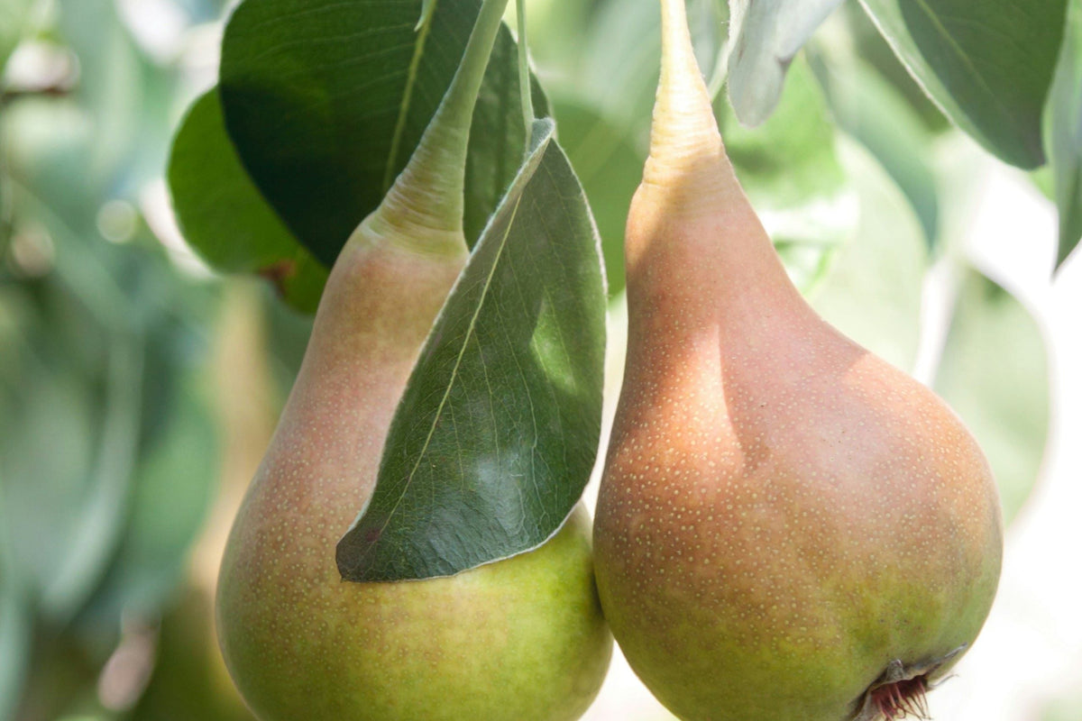 Collezione di Pere