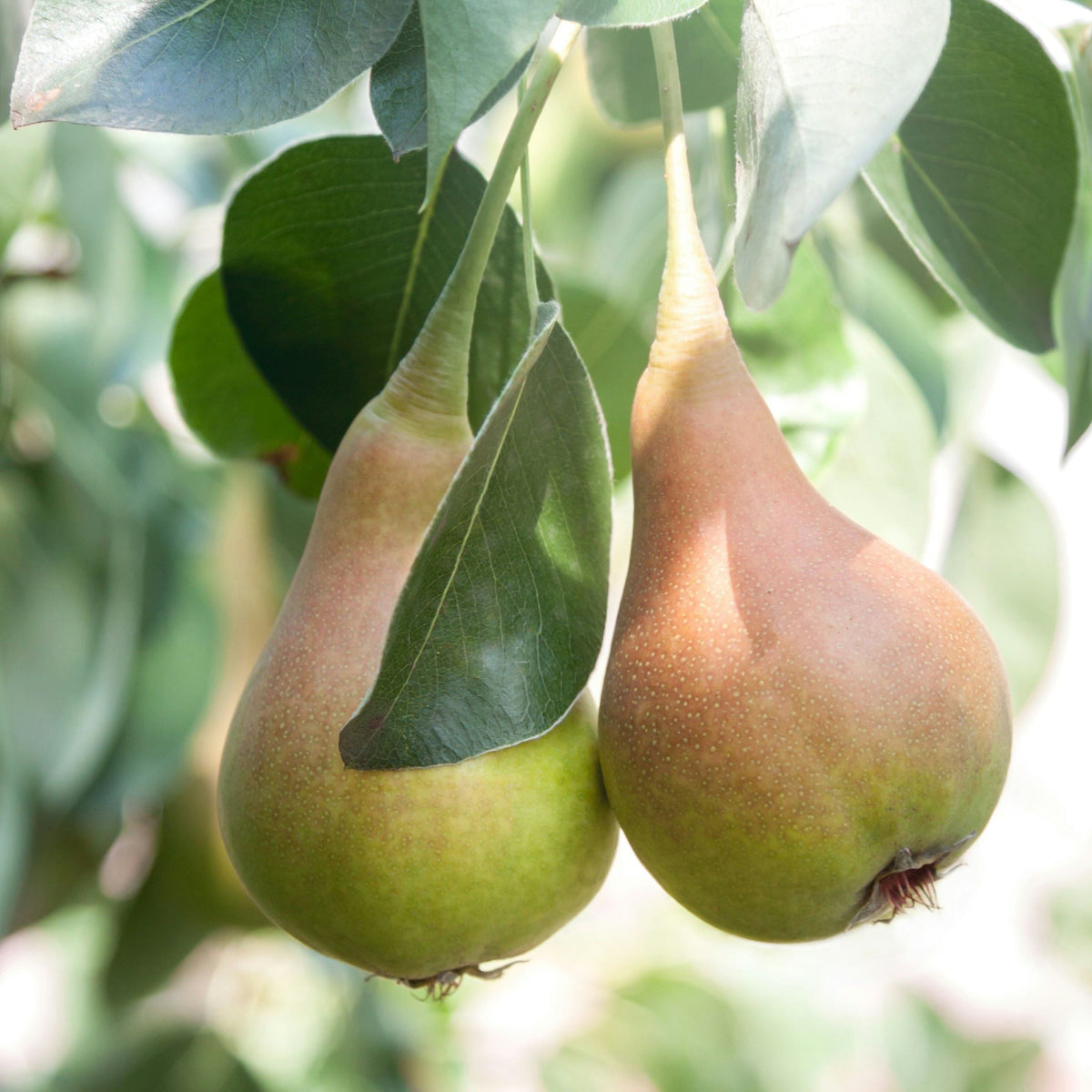 Collezione di Pere