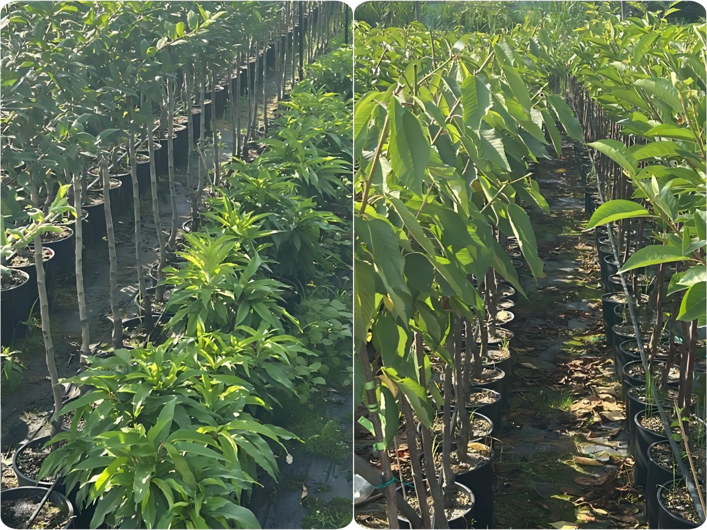 Come piantare un albero da frutto: guida in 3 passaggi per chi parte da zero