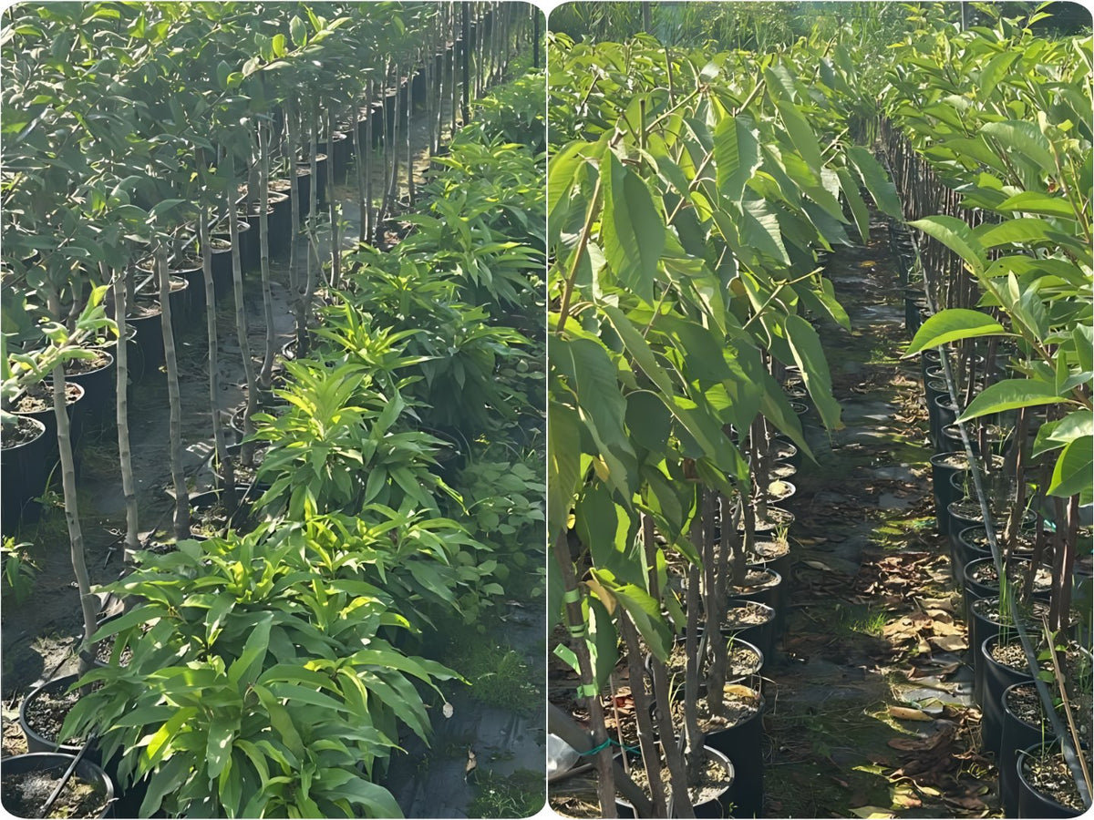 Come piantare un albero da frutto: guida in 3 passaggi per chi parte da zero