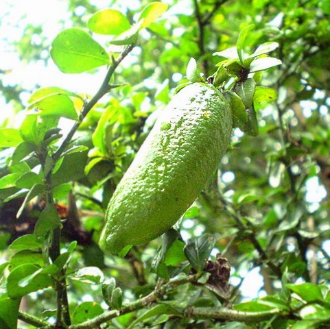 Frutti Esclusivi