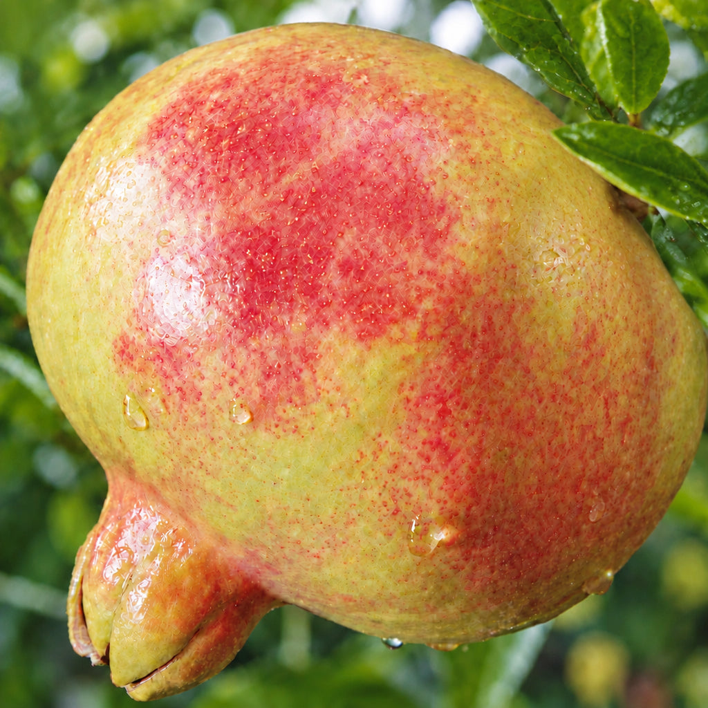 Melagrana Dente di Cavallo aperta