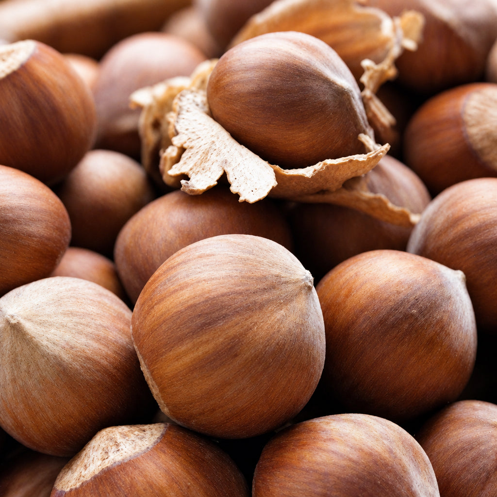Nocciole appena raccolte