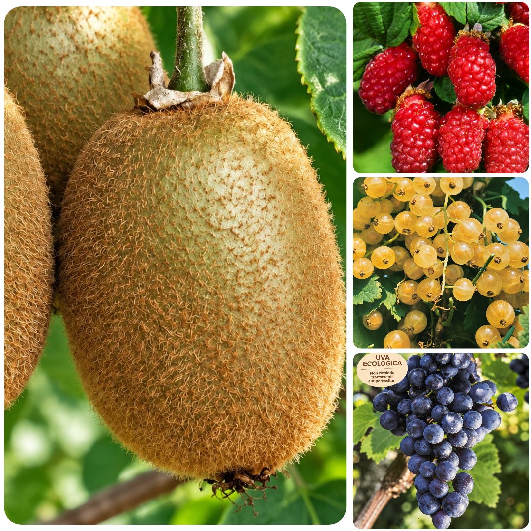 Piccoli Frutti