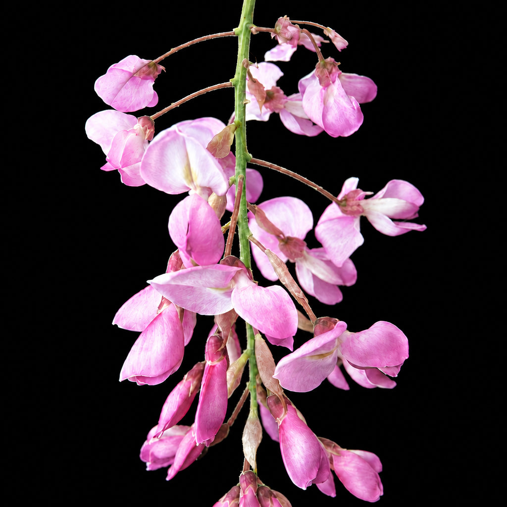 Glicine