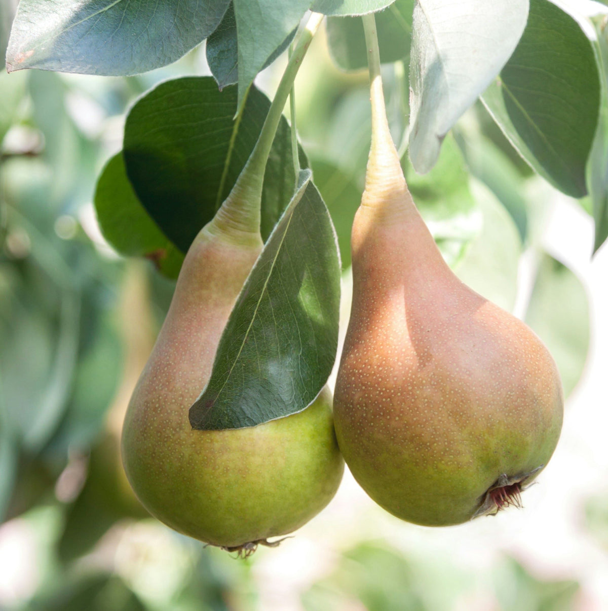Collezione di Pere